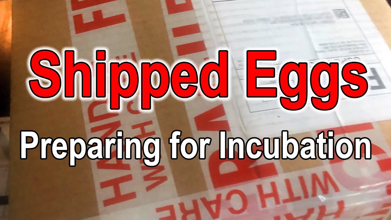Shipped Eggs -  Preparing for Incubation