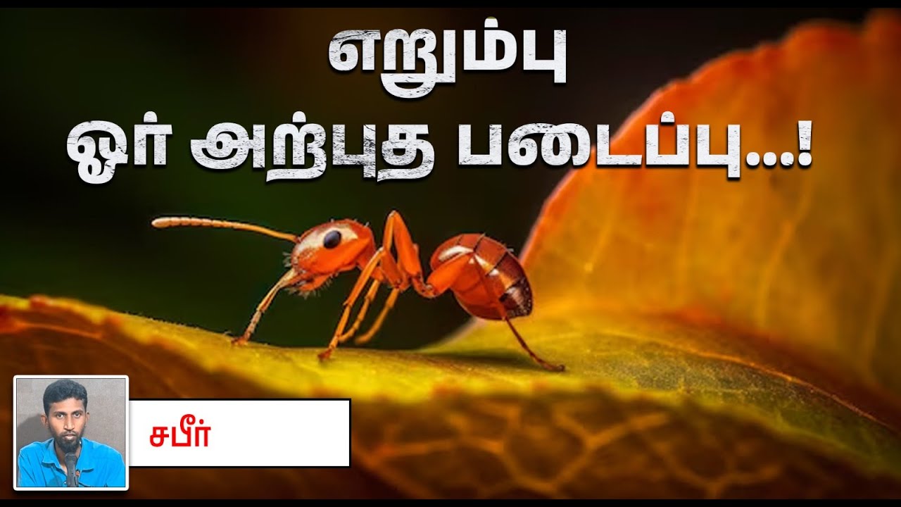 எறும்பு ஓர் அற்புத படைப்பு...! ᴴᴰ┇சபீர் 24-11-2024┇Way to Paradise Class