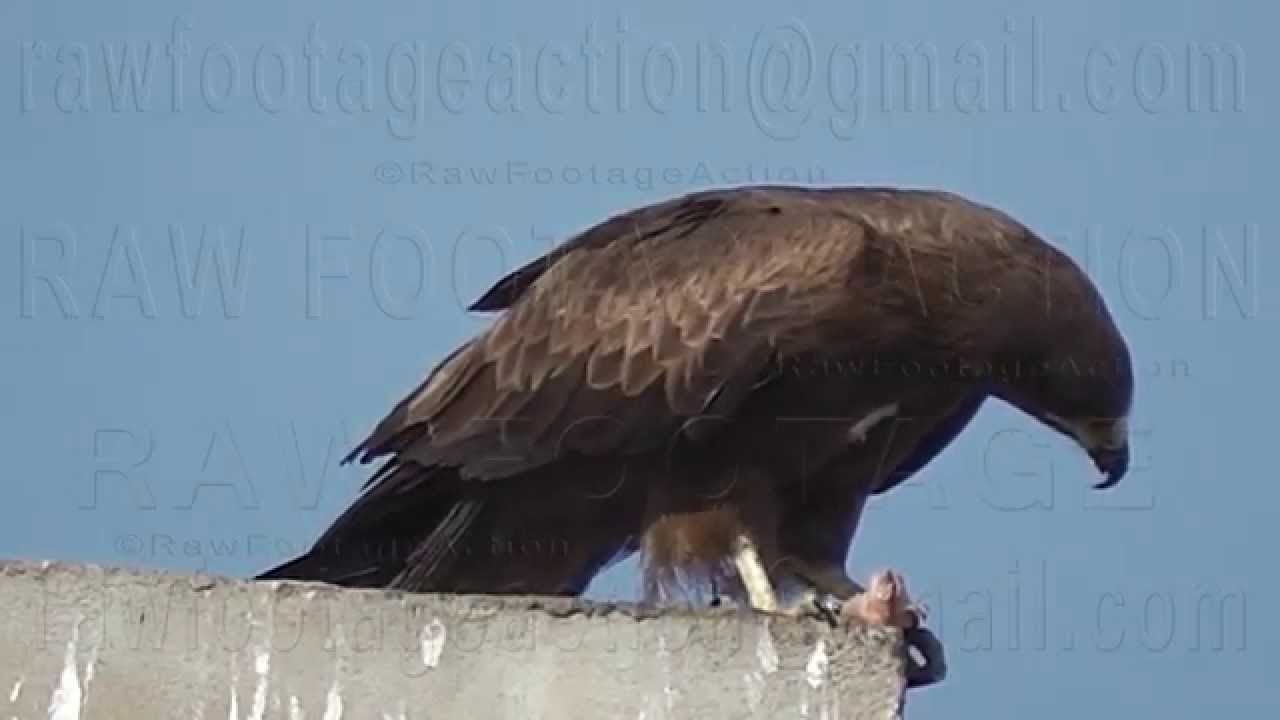 Pakistan Karachi Urban Bird Of Prey Black Kite Eating YouTube
