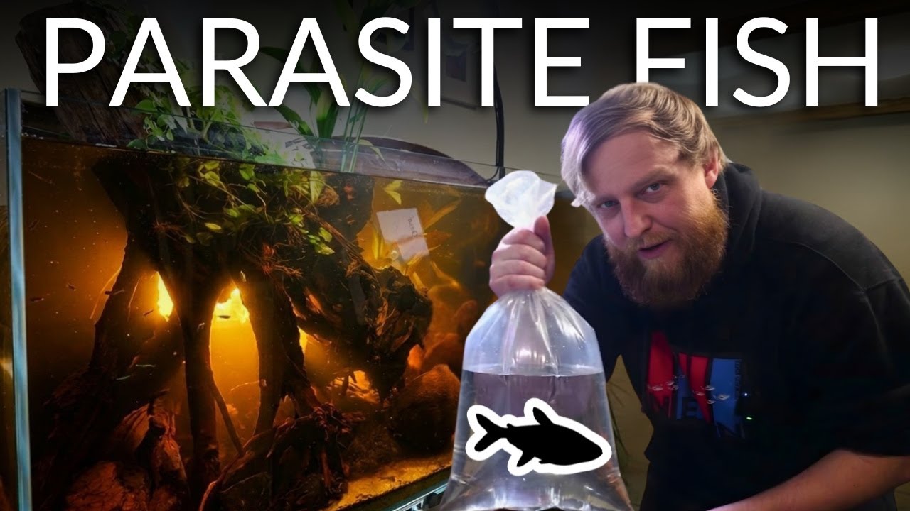 I knowingly added parasites to my aquarium! (Its not what it seems!)