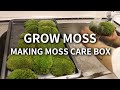 흙없이 이끼 키우기! 비단이끼 케어박스 만들기 GROW MOSS ㅣMAKING A MOSS CARE BOX