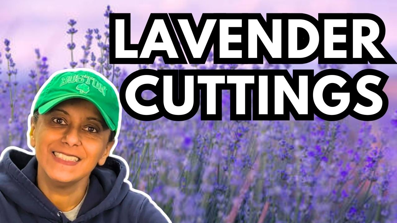 Бесплатные растения! Как размножить лаванду черенками.