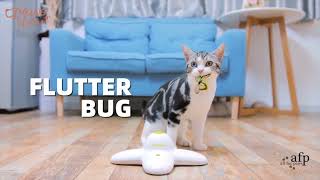 Flutter Bug Re-Fill - 6 pack | Interactive Cat Toy | afp