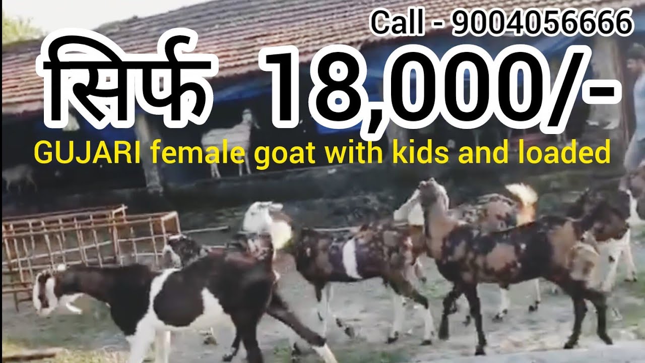 Gujari Goats
