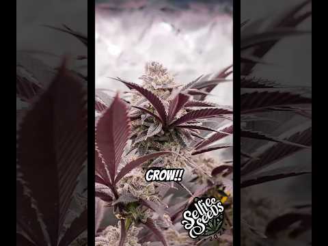 Turning Green Plants Purple, Genetics not a Requirement?