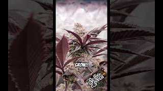 Turning Green Plants Purple, Genetics not a Requirement?