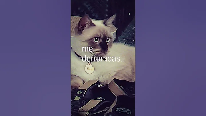 Watch the video about Bay sad #cat #himalayancat #funny #cute #britishshorthair #kitten #cutecat #memes #shorts #impacto