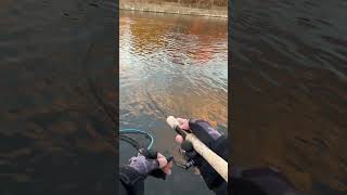Japan Fishing ASMR - Trout Fight#47🎣