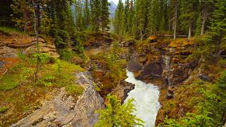 Feel the Power of Athabasca Falls in 4K - Rushing Water, Forest Sounds & Birds from Jasper