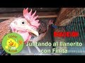 Juntando al Llanerito con Finita | REACCIÓN