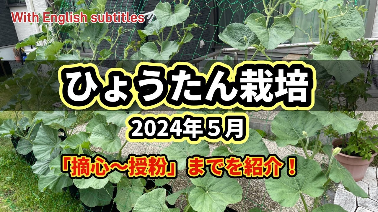 自家栽培ヒョウタン 自家栽培ヒョウタン