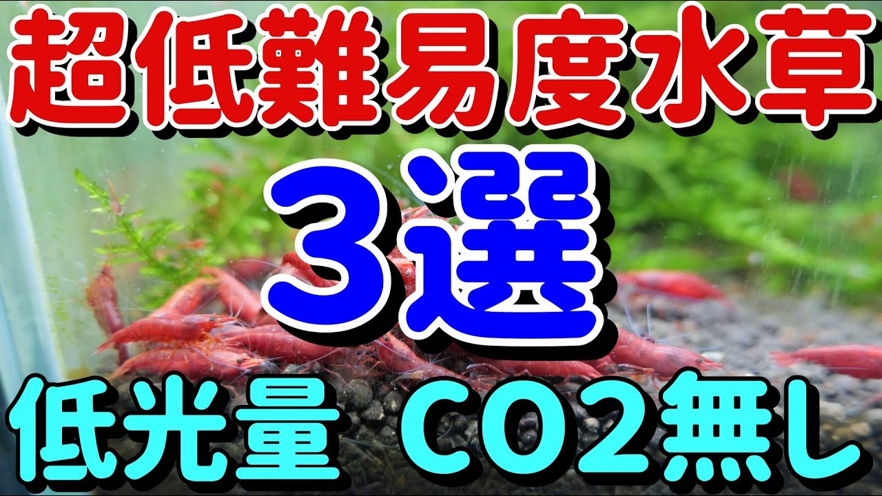 初心者必見 超低難易度水草 ３選 Co2無し 低光量 ボトルアクア向け水草 Youtube