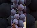 purple grapes ki kheti #agrifuture #agriculture #youtubeshorts #trending