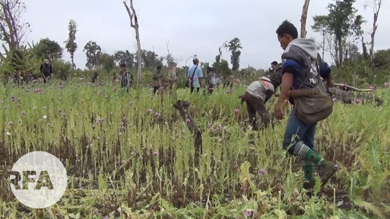 ေကအိုင္ေအ ကလည္း မူးယစ္ႏွိမ္နင္းေရးႀကိဳးပမ္းလာ newspaper mockup