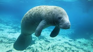 Snorkeling with manatees, Crystal River FL by Dmitriy 42,089 views 9 years ago 6 minutes, 25 seconds
