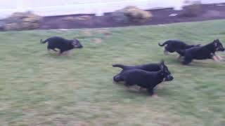 German Shepherd Puppies For Sale