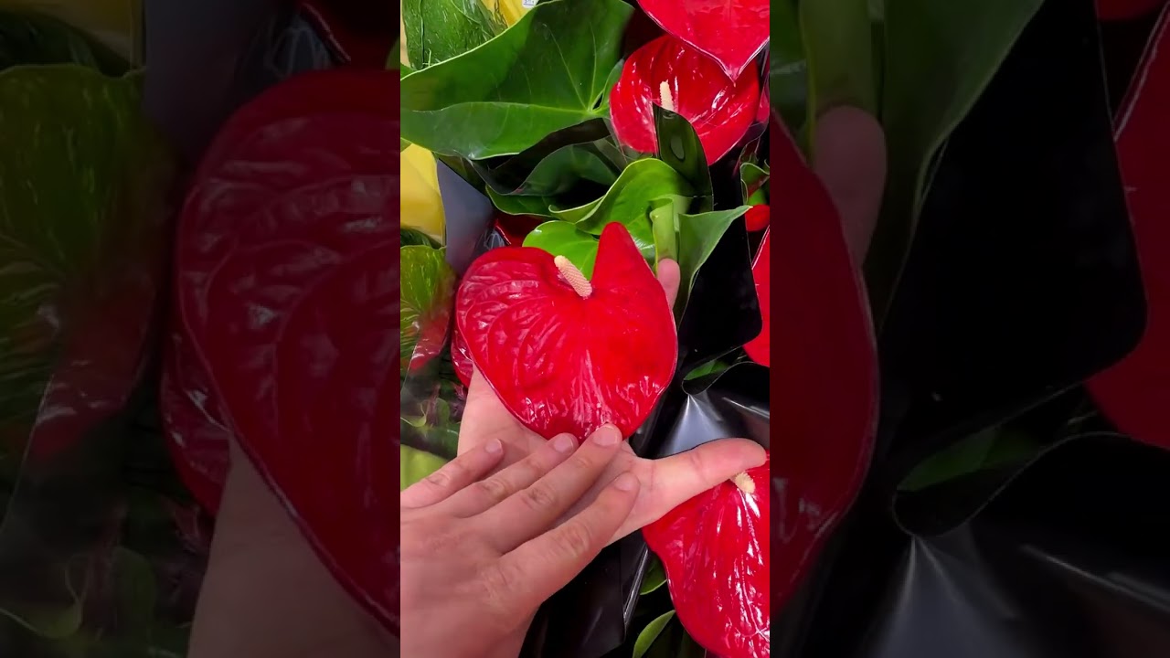 Поставка к 8 Марта в АгроВетЦентре города Махачкалы 