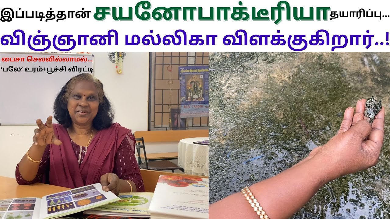 அற்புதமான Cyanobacteria தயாரிப்பு முறை | Dr மல்லிகா| Biofertilizer | Tamil Farming TV