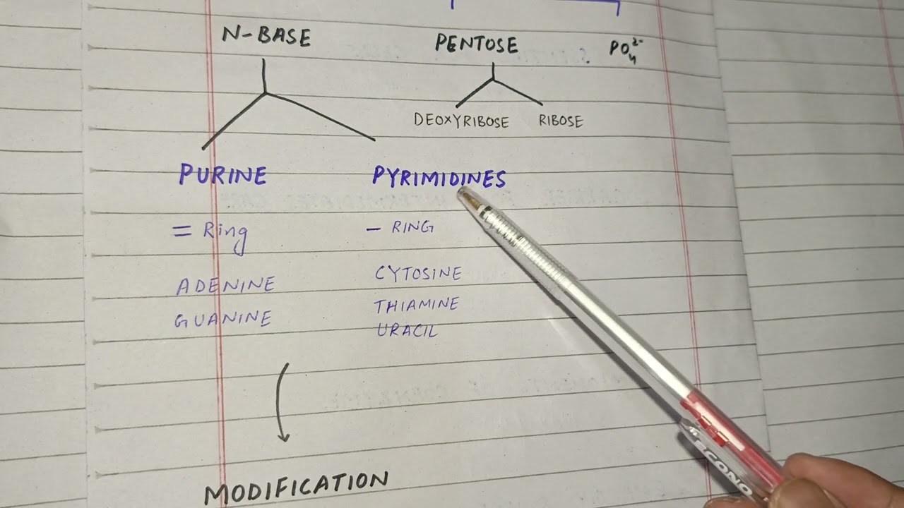 Nucleotide Metabolism | Structure of Nucleotides | Nucleotide vs Nucleoside|ch 22 Lippincott|