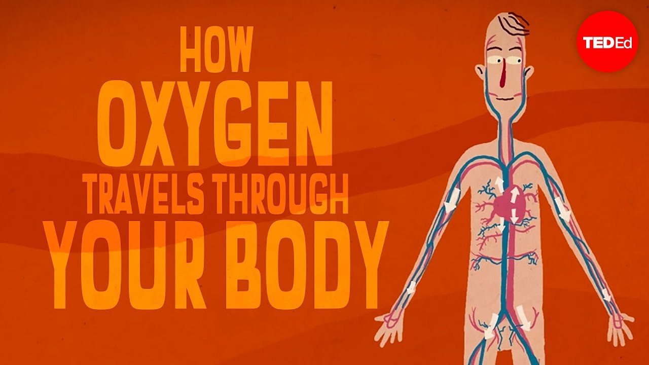 ⁣Oxygen’s surprisingly complex journey through your body - Enda Butler