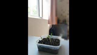 Phototropism
