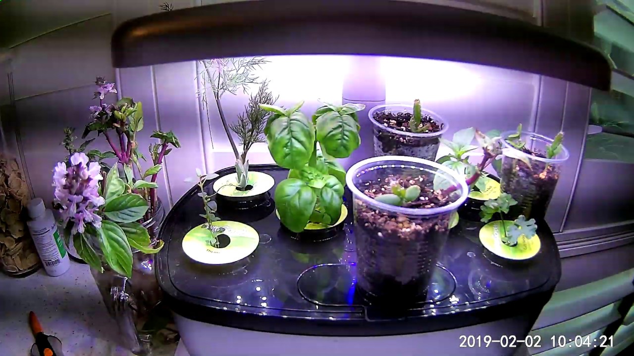 Aerogarden timelapse YouTube