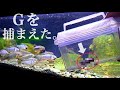 家にゴ●ブリが出たのでエサにしました。