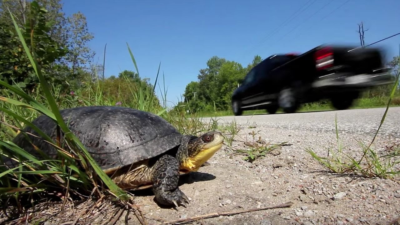 Roads Impact 20% of Earth's Landmass: Wildlife Effects