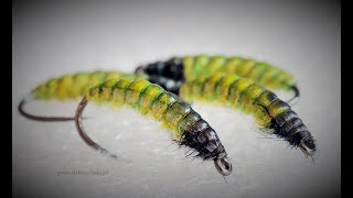 Hydropsyche - caddis larva