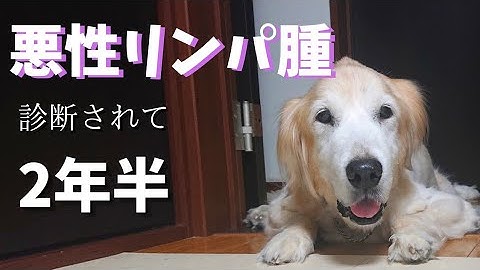 犬の悪性リンパ腫 Youtube