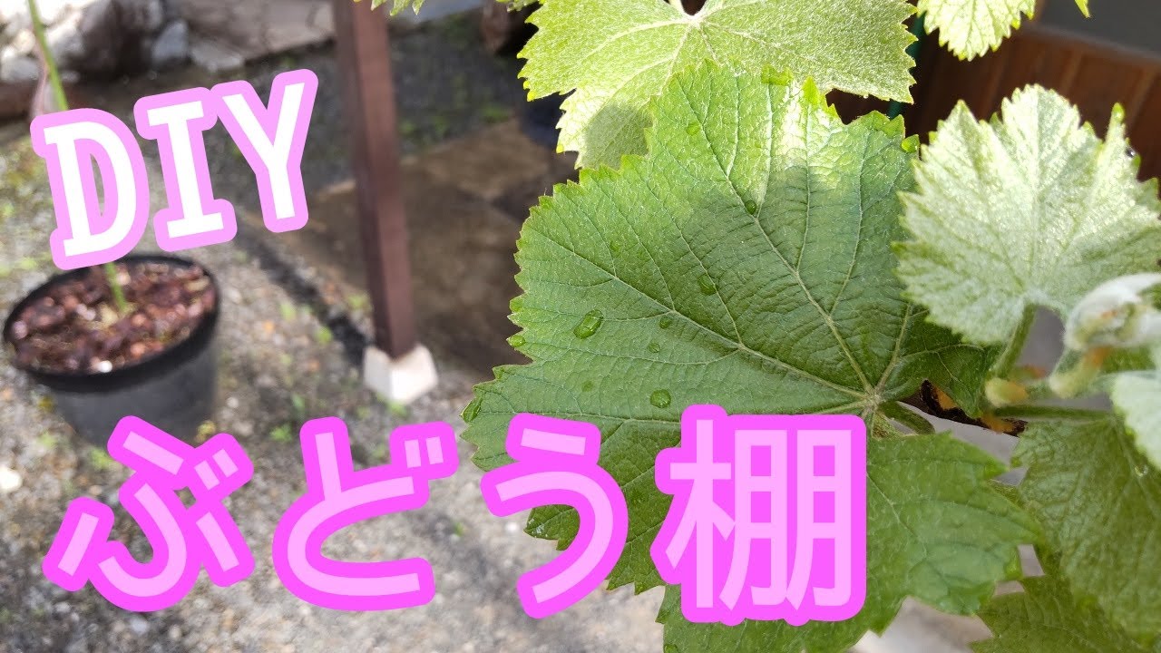 ぶどう棚自作 Youtube ぶどう棚自作 Youtube