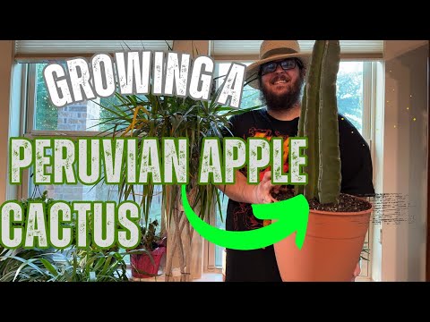 וִידֵאוֹ: What Is A Column Cactus: Growing Peruian Apple Cactus In The Garden