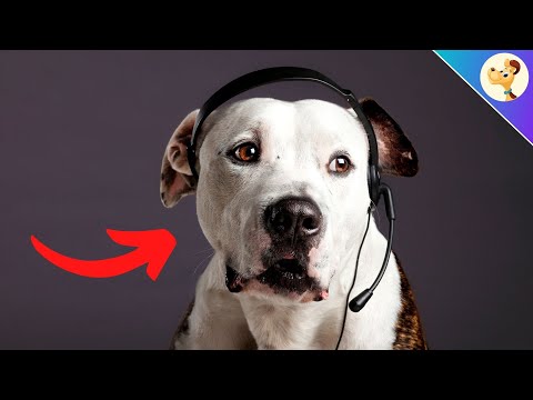 Video: 5 Dinge, die unsere Hunde uns sagen würden, wenn sie könnten