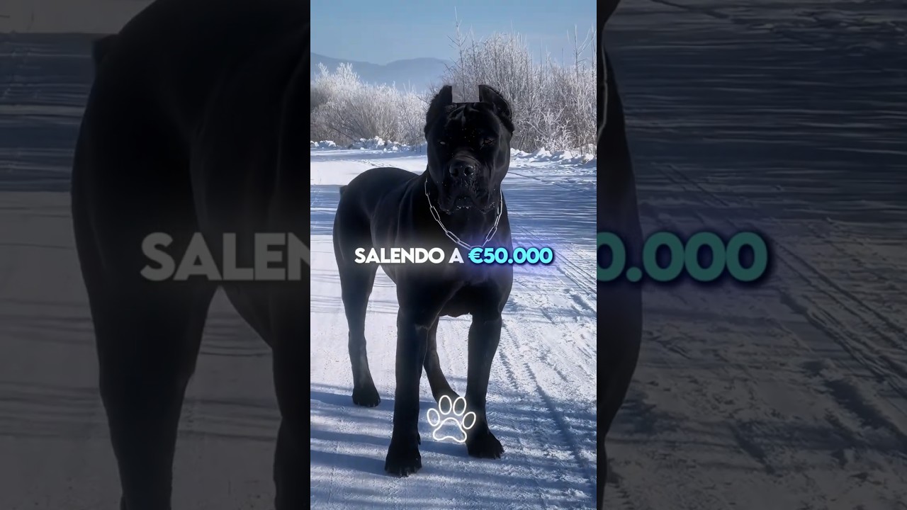 $10.000 vs $250.000: Qual è il Cane da Guardia Più Potente? 🐕🔥