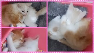 @cc.cutecats CUTE KITTENS : Brothers Love