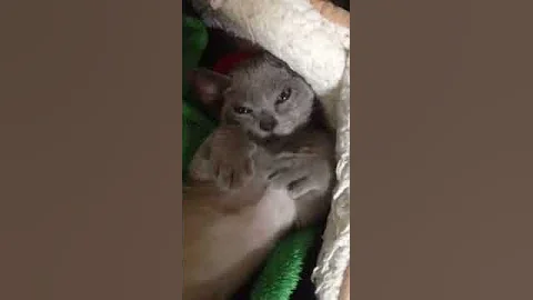 Video 1215721: blue burmese kitten