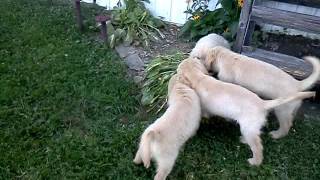 VID_20110812_190006.3gp