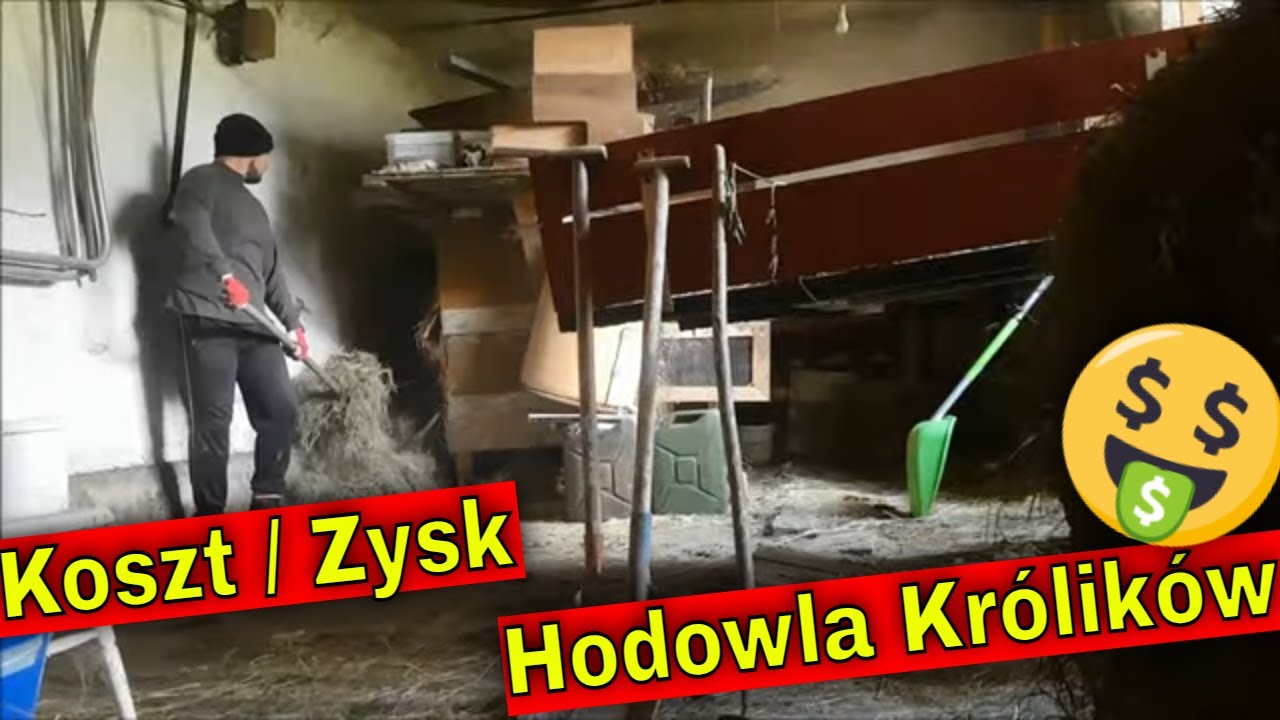 Staw Farmera Miesiąc Od Wykopu. | Koszty i zyski mojej hodowli królików. Czy to się opłaca?