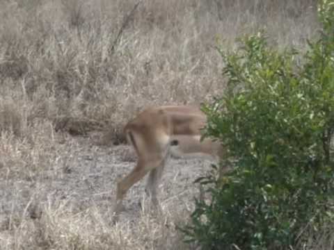 Wideo: Antylopa Impala: charakterystyka zwierzęcia