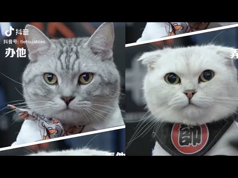 【视觉剪辑】猫在中国 系列13 Visual editing | 在下铁头阿彪