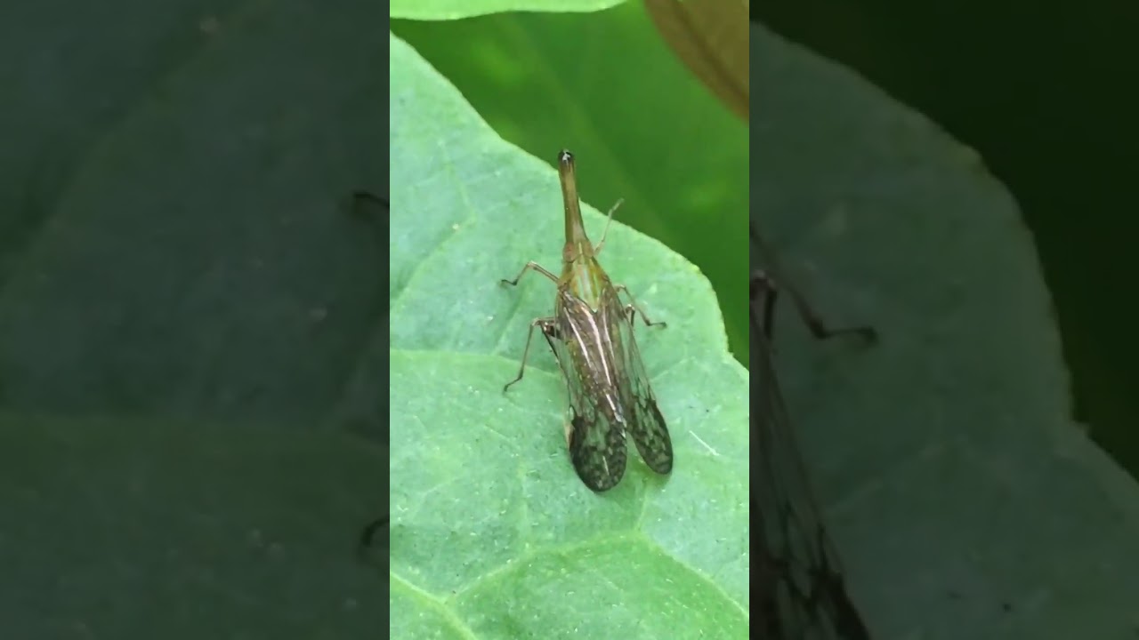 The garden must have❤️ Snakefly 