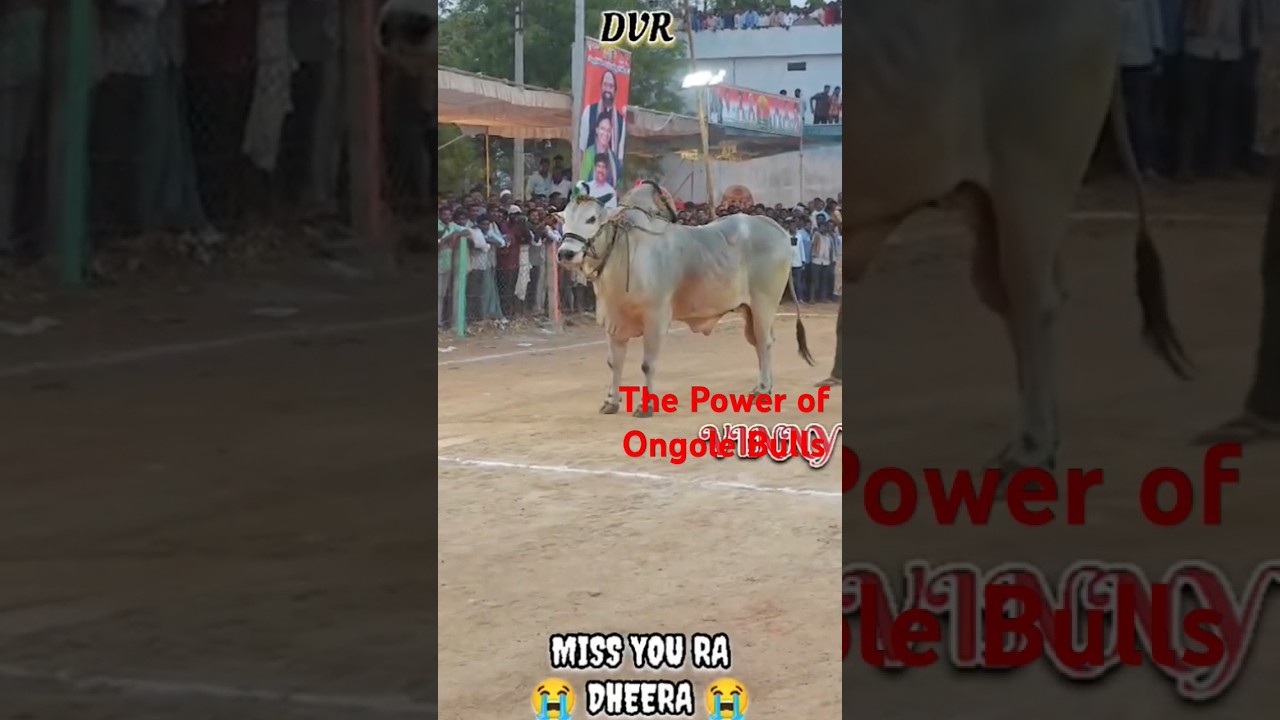 DVR memorial 🦁dheera🦁 see