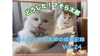 どうした！？そら太郎 by のん子とそら太郎の成長記録 275 views 3 months ago 5 minutes, 16 seconds