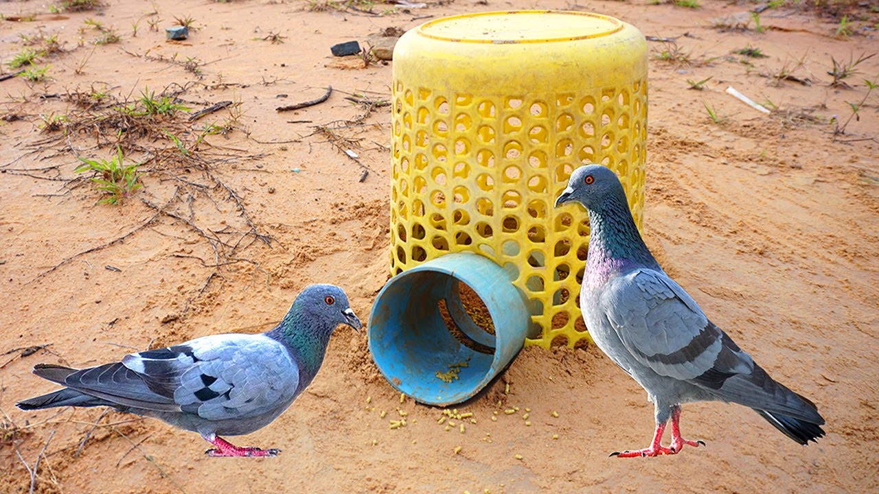 DIY Bird Trap | How to Make DIY Bird Trap | Smart DIY Bird Trap