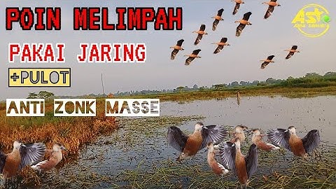 ROMBONGAN BELIBIS || NABRAK JARING!!!!!!!