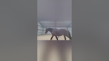 Starting a warmblood. Andie Q takes a bit for the first time.