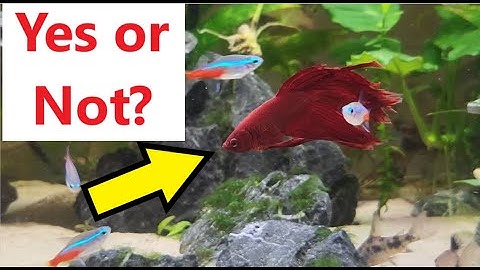 How to Keep a Male Betta in a Community Tank (No Fights!)