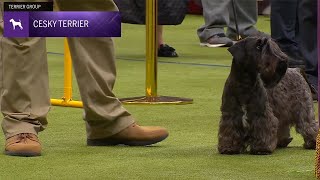 Cesky Terriers | Breed Judging 2024