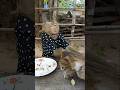 Perfect Video SokYaa OG To To And Mom Are Famous Amazing Shorts Perfect Video SokYaa OG To To And Mom Are Famous Amazing Shorts