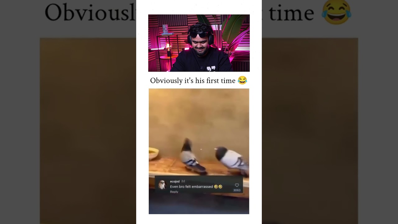 A male pigeon darker headed repeatedly tries to mount the female 